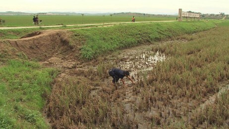 Ødelagt risåker i Nord-Korea (Foto: Verdens Matvareprogram) Ødelagt risåker i Nord-Korea (Foto: Verdens Matvareprogram)