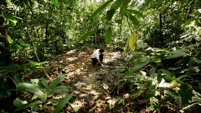 Regnskogen i Amazonas i Brasil. FOTO: Scanpix/Dolores Ochoa (Foto: Dolores Ochoa/AP)