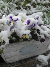 Snø 1. juni (Foto: Espen Sandmo/NRK)