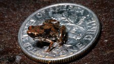 Paedophryne amauensis (Foto: Christopher Austin/Ap) Paedophryne amauensis (Foto: Christopher Austin/Ap)