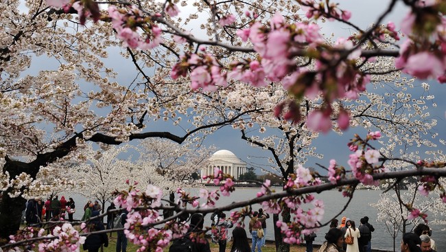 Kirsebærblomstring i Washington (Foto: JEWEL SAMAD/Afp) Kirsebærblomstring i Washington (Foto: JEWEL SAMAD/Afp)