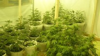 Cannabisplantasje Strand (Foto: Politiet)