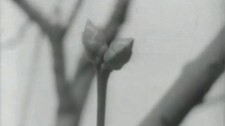 Påskespire 1965 (NRK)
