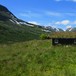 Sommeridyll ved Kljåen i Hemsedal