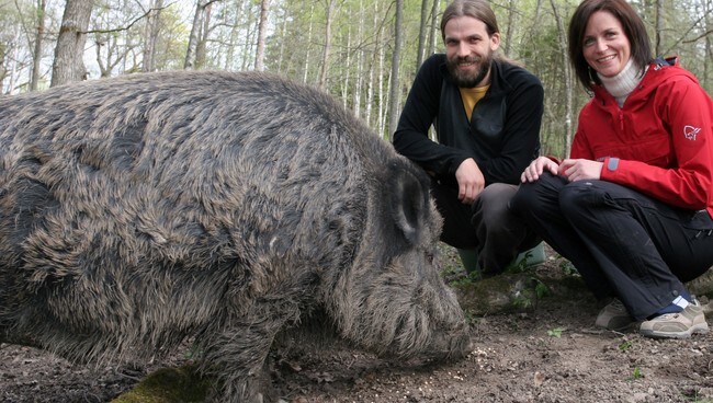 Villsvin, Henrik Thurfjell og Monika Blikås (Foto: NRK)