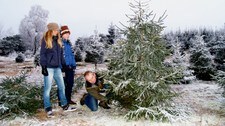 Gøy i juletreskogen (Foto: Yngve Tørrestad/NRK)