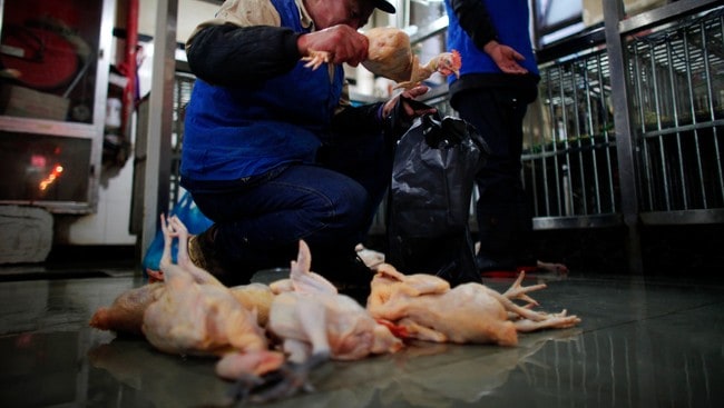 A man puts a chicken inside a plastic bag (Foto: Carlos Barria/Reuters/NTB Scanpix)