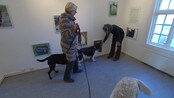 Hunder på dyreutstilling - Reportasje fra ny kunstutstilling i Fredrikstad, der dyr kan se på bilder av dyr- i riktig øyehøyde. 