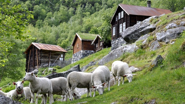 Neste bilde Neste bilde