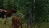 RiisJohansen - Også statsråder har ferie, men noen klarer bare ikke å la vær å jobbe i ferien.
Olje-og energiminister Terje Riis Johansen er en av dem.

vi ble med ham og familien ut i enga for å drive noen drektige kuer fra sommerbeite og inn i fjøset.

Aller først måtte han spikke noen skikkelige bjerkevister slik at de kunne holde styr på kuene
