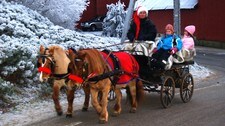 Gøy i juletreskogen (Foto: Yngve Tørrestad/NRK)