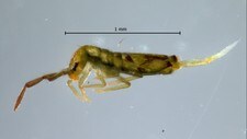 Spretthale (Foto: Torbjørn Ekrem, Vitenskapsmuseet NTNU)