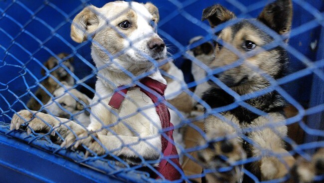 ROMANIA- JAPAN-ANIMAL (Foto: DANIEL MIHAILESCU/AFP) ROMANIA- JAPAN-ANIMAL (Foto: DANIEL MIHAILESCU/AFP)