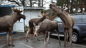 Elg til salgs - Nå går det an å skaffe seg ett eller flere medlemmer av kongefamilien, via annonser på nettet. Vi snakker om skogens konger og dronninger.
