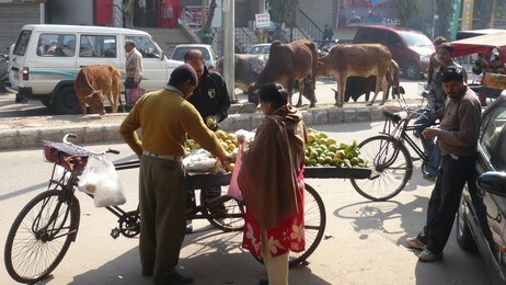 Kuer i New Delhi, India (Foto: Joar Hoel Larsen/NRK)