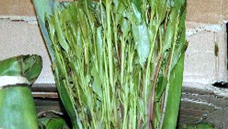 Khat