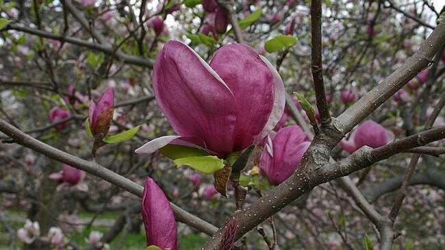 Magnolia 'Leonard Messel' (Foto: Brynjulv Litlere/Blomsterinfo) Magnolia 'Leonard Messel' (Foto: Brynjulv Litlere/Blomsterinfo)