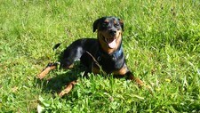 Hund i gress (Foto: Åsmund Steen) Hund i gress (Foto: Åsmund Steen)