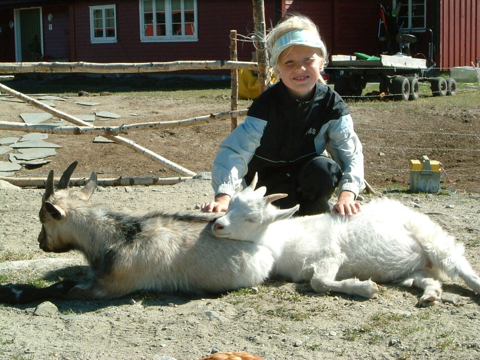 Geiter på Rauhellern