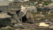 Video Svært godt år for fjellreven (Foto: Nyhetsspiller)