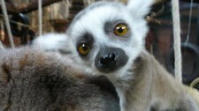 Lemur (Foto: Harald Furu, Charlottenberg zoopark) Lemur (Foto: Harald Furu, Charlottenberg zoopark)