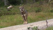 Ulv på Finnskogen - Kandidat 2, årests seevideo 2012. Ulv på Finnskogen