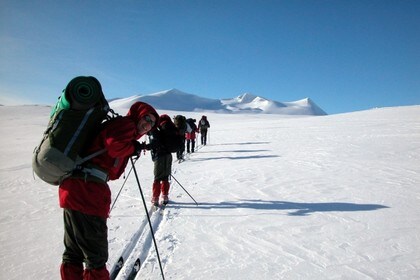 Vide vidder på Saltfjellet
