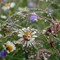 Regn i blomster 