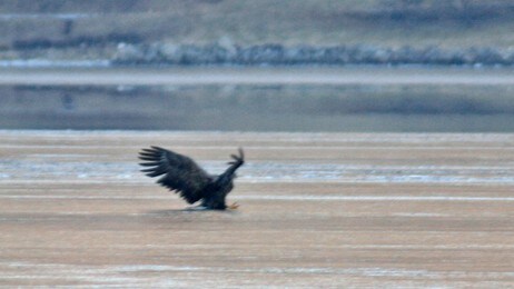 Havørn går inn for landing på glatt fjordis. (Foto: Svein Hjelmeset)