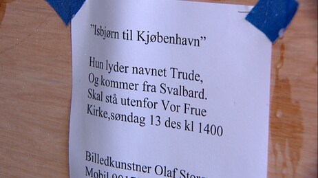 Isbjørn til København (Foto: NRK)
