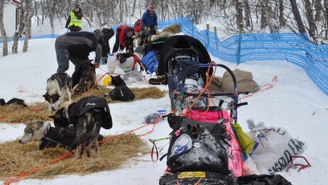 Velorganisert kaos i Kirkenes under Finnmarksløpet 2010 (Foto: Rune N. Andreassen/NRK) Velorganisert kaos i Kirkenes under Finnmarksløpet 2010 (Foto: Rune N. Andreassen/NRK)