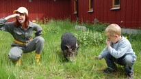 Oliver og Karen synes ikke noe om griser som fiser! (Foto: Mona Vetrhus/NRK) Oliver og Karen synes ikke noe om griser som fiser! (Foto: Mona Vetrhus/NRK)