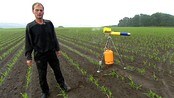 Maiskråker - Kråker skal også ha mat - og nå har kaier forsynt seg med 180 mål maiskorn fra Norges største maisåker i Fredrikstad. Aldri har bonden på Thorsø herregård opplevd maken.

