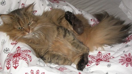 Katt (Foto: Tone Mette Yttergård) Katt (Foto: Tone Mette Yttergård)