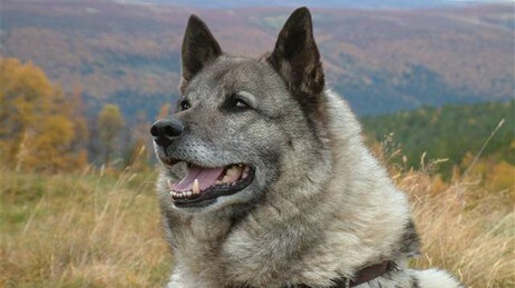 Norsk elghund (Foto: Dovre kommune) Norsk elghund (Foto: Dovre kommune)