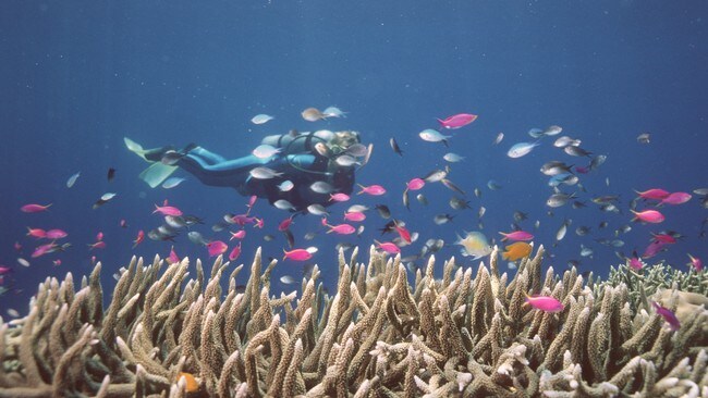Australias Great Barrier Reef (Foto: HO/James Cook University) Australias Great Barrier Reef (Foto: HO/James Cook University)