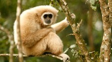 Gibbon ape (Foto: MIKE HUTCHINGS/REUTERS) Gibbon ape (Foto: MIKE HUTCHINGS/REUTERS)