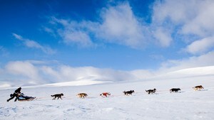 Min idrett: Hundekjøring 6:6