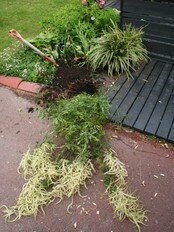 Flytting av planter i hagen (NRK) Flytting av planter i hagen (NRK)