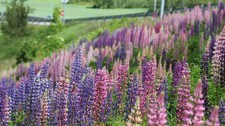 Lupiner langs E18 i Vestfold (Foto: Yngve Tørrestad/NRK)
