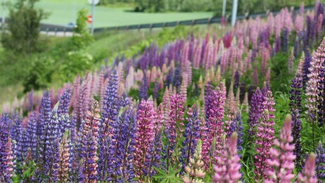 Lupiner langs E18 i Vestfold (Foto: Yngve Tørrestad/NRK)