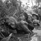 1966: Kvinner og barn kryper i en gjørmete kanal for å gjemme seg fra intens skyting fra Vietcong-soldater i Bao Trai, vest for Saigon. 