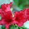 Rhododendron repens Baden Baden (Foto: Gunn Nyborg)