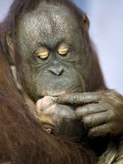 Orangutang (Foto: HENNING BAGGER/AFP) Orangutang (Foto: HENNING BAGGER/AFP)