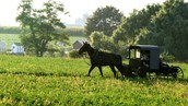 Farvel til amish-paradiset