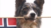 Fant er bikkja i bakken - En gammel tradisjon har blitt tatt opp igjen de siste årene. BIKKJA I BAKKEN kalles den - en løs hund som får underholde publikum i pausen under Holmenkollrennet. Under årets renn er det et sjarmtroll fra ØSTFOLD som skal få boltre seg fritt - til Kollenbrølet!