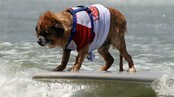 Hund på surfebrett