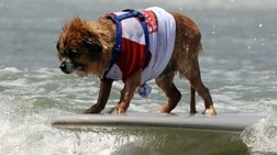 Hund på surfebrett (Foto: GABRIEL BOUYS/AFP) Hund på surfebrett (Foto: GABRIEL BOUYS/AFP)