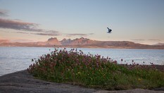 Utsikt over Saltfjorden mot Børvasstindan