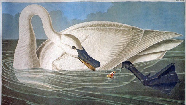 Birds of America (Foto: Wikimedia Commons)